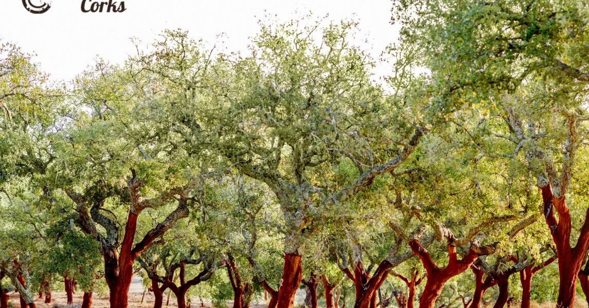 Cómo afecta la extracción del corcho a los bosques de alcornoques