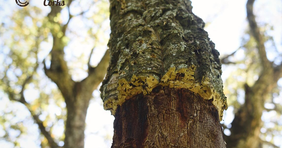 ¿Sabías que la extracción de corcho puede ayudar a prevenir la desertificación?