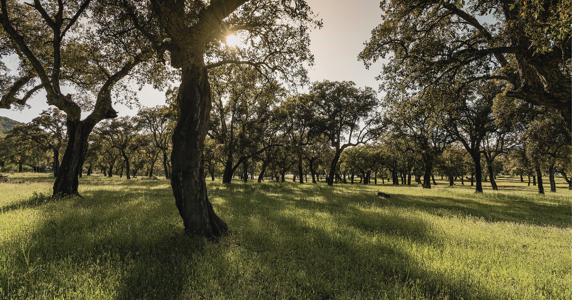 bosques de alcornoques