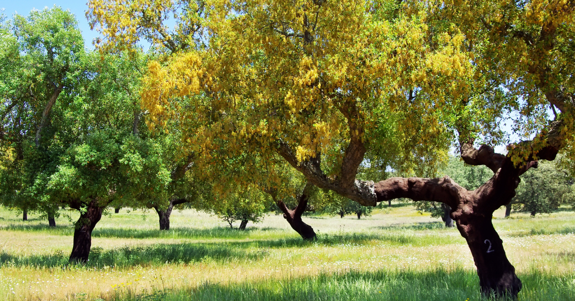 Biodiversidad en los bosques de alcornoques