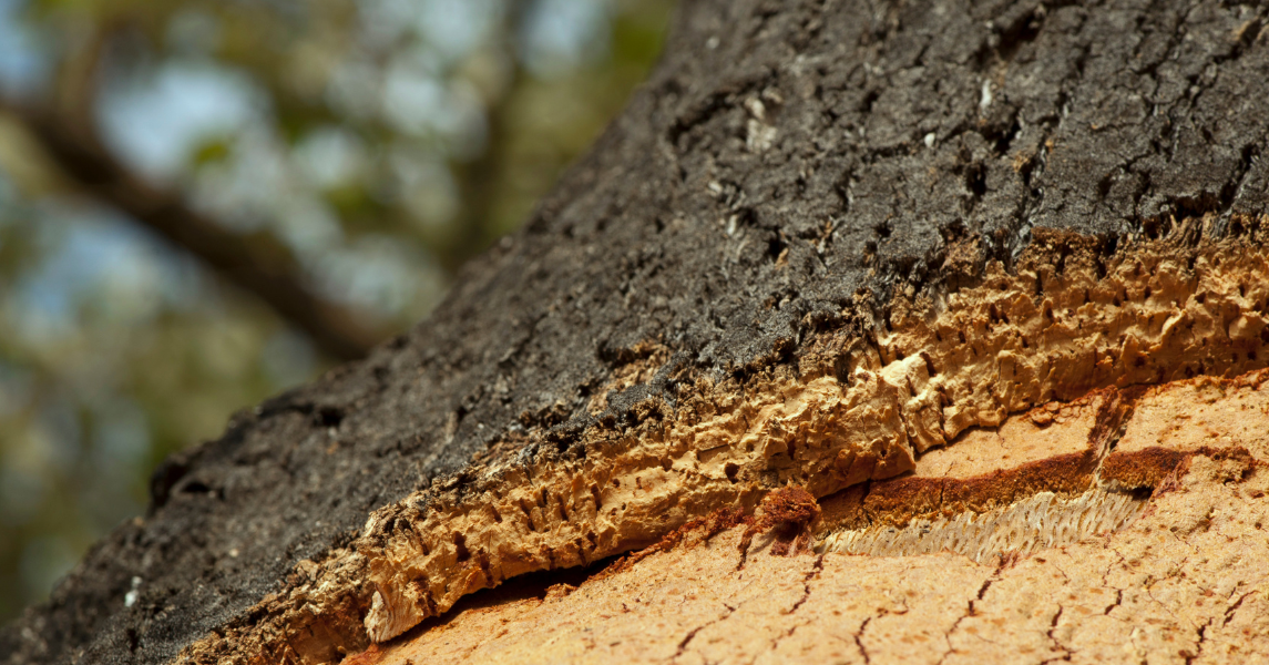 Certificados oficiales en corcho