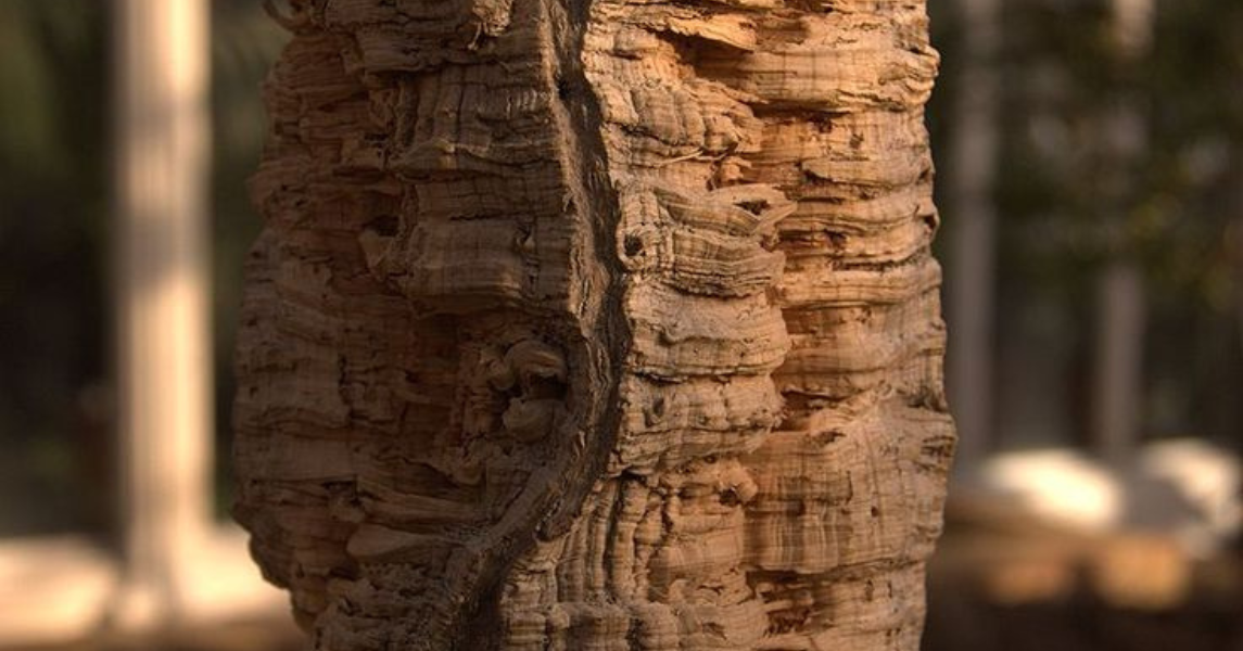 extracción del corcho y su impacto